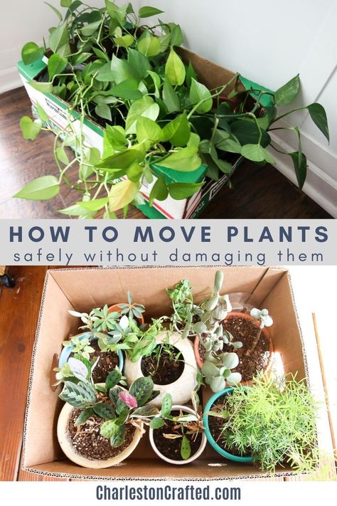 Packing Plants For A Move, How To Transport Plants When Moving, How To Ship Plants, How To Pack Plants When Moving, How To Move With Plants, How To Move Plants When Moving, Moving Plants Long Distance, Moving With Plants, How To Move