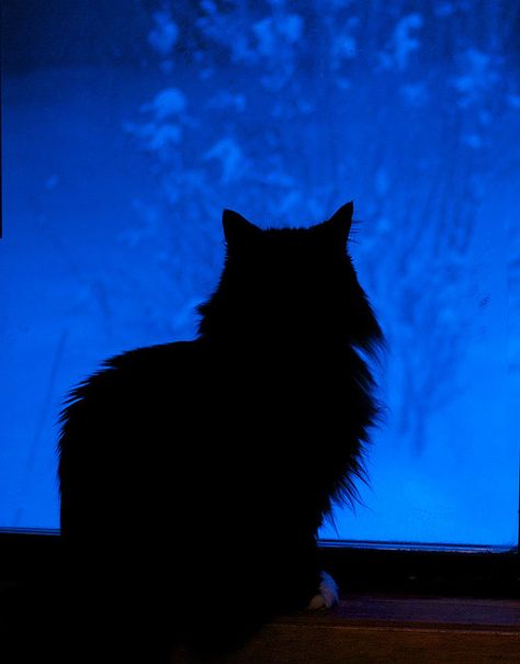 Christmas Lights Aesthetic, Lights Aesthetic, Aesthetic Dark, Blue Christmas, Christmas Lights, Black Cat, Screen, Christmas, Blue