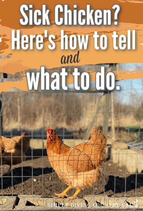 Sick chickens can be a worry, but with the right knowledge and care you can get them back to full health in no time! Learn more about symptoms of a sick chicken and how to treat it at home in this helpful article. Get your feathered friend feeling better today! Sick Chicken Remedies, Fly Strike In Chickens, Sick Chicken Symptoms, Chicken Sickness, Chickens Losing Feathers, Chicken Illness, Sick Chicken, Chicken Pets, Cold Sick