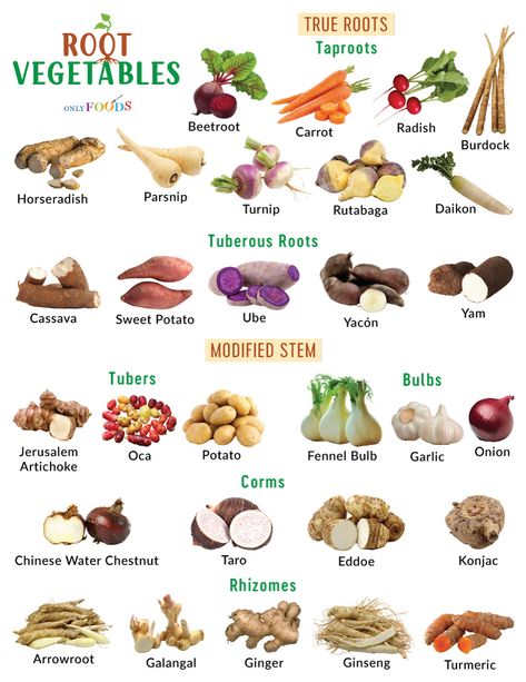 Root Vegetables List, List Of Veggies, Vegetables List, Vegetable Chart, Yam Or Sweet Potato, List Of Names, Vegetable Pictures, Onion Bulbs, List Of Vegetables