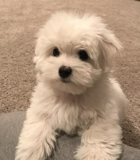 Coton de Tulear Breeders - Coton de Tulear Puppies Coton De Tulear Puppy, Coton De Tulear Dogs, Maltese Terrier, Dog Fluffy, Cute White Dogs, Cute Fluffy Dogs, Dog Haircuts, Coton De Tulear, Super Cute Puppies