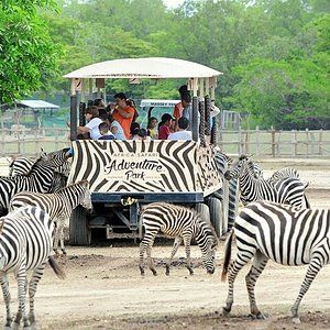 Ponderosa Adventure Park (Liberia) - All You Need to Know BEFORE You Go Liberia Costa Rica, Atv Tour, Southern Cities, Nature And Wildlife, Admission Ticket, Visit Santa, Exotic Animals, Liberia, Safari Style