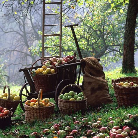 Farm Lifestyle, Fall Apples, Autumn Scenes, Apple Orchard, Harvest Time, Harvest Season, Beautiful Colours, Fall Pictures, Fruit And Veg