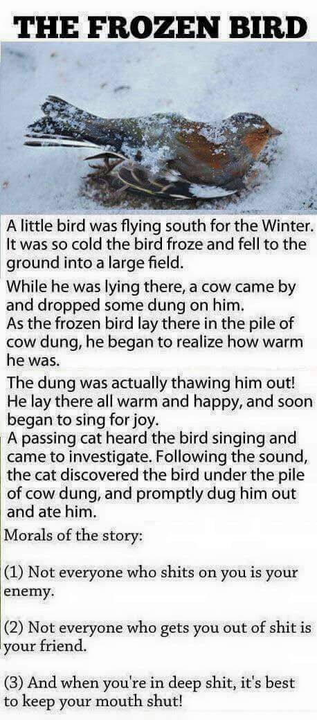 Moral of the story .. a bird .. a cow .. a cat .. .. life lessons! Good Moral Stories, Stories With Moral Lessons, Morals Quotes, Short Moral Stories, Inspirational Short Stories, English Short Stories, Bird Quotes, Short Stories For Kids, Lessons Learned In Life