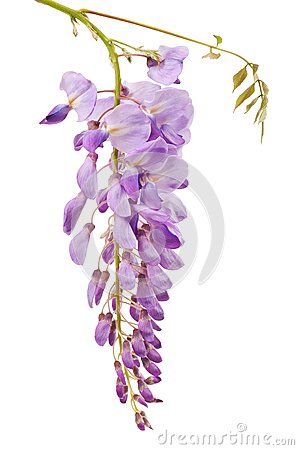 Wisteria : welcome and playful spontaneity Wisteria Trellis, Wisteria Wedding, Wisteria Tree, White Wisteria, Leaf Images, Chinese Painting, Botanical Flowers, Wisteria, Botanical Illustration