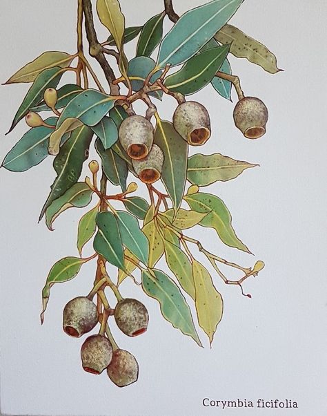 Gumnuts And Leaves, Gumtree Tattoos, Australian Flora Art, Gumtree Drawing, Gumnut Illustration, Gumnut Painting, Gumnut Tattoo, Gum Tree Tattoo, Australian Native Flowers Illustration