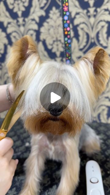 Bijou Pet on Instagram: "#yorkies are #thebest ❤️ #bijoupet #doggrooming" Yorkie Haircut Short, Yorkie Face Grooming, Yorkie Terrier Haircuts Female, Morkie Haircut Hairstyles Teddy Bears, Short Shitzu Haircut, Shorkie Haircut Styles, Yorky Haircuts, Short Yorkie Haircut, Yorkie Grooming Styles