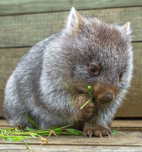 Nature Wallpapers Aesthetic, Aesthetic Wildlife, Cute Wombat, Educational Facts, Australian Mammals, Aussie Animals, Australian Fauna, Animals Tattoo, Tattoo Nature