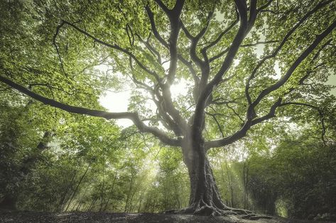 Elderberry Tree, Witch Tree, Fagus Sylvatica, Taxus Baccata, Veliko Tarnovo, Tree Story, Castle Estate, Limestone Rock, Silver Fir