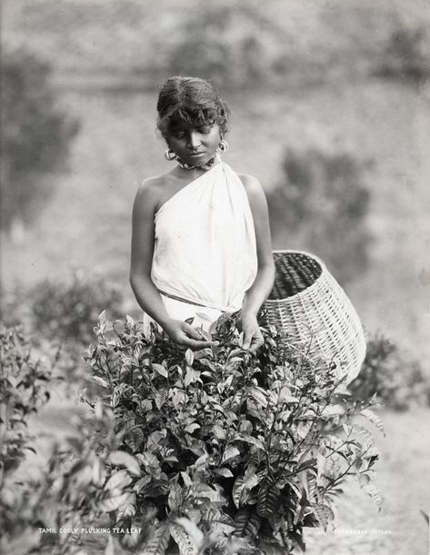 17 Extremely Rare Photos Capture Everyday Life of Ceylon (Sri Lanka) in the 1880s ~ Vintage Everyday History Of Sri Lanka, Forest People, Tea History, Ceylon Sri Lanka, Ceylon Tea, Human Settlement, Vintage India, Tea Leaf, Historical Art