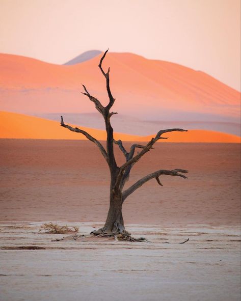 Wilderness Aesthetic, Desert Abstract, Dry Landscape, Sand Landscape, Namibia Travel, Desert Aesthetic, Red Desert, Dry Desert, Namib Desert