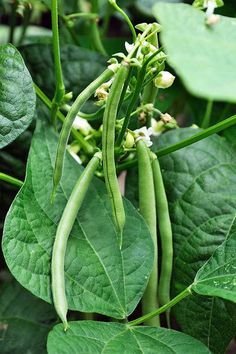 Bean Garden, Growing Green Beans, Bean Plant, Runner Beans, Growing Greens, Pole Beans, Bean Seeds, Veg Garden, Blue Lake