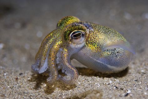 Laughing Jack, Life Aquatic, Water Animals, Beautiful Sea Creatures, Underwater Creatures, Underwater Life, Water Life, Ocean Creatures, Marine Animals