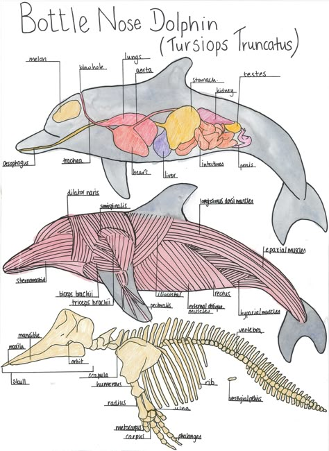 Animal Atonamy, Dolphin Anatomy, Marine Biology Jobs, Marine Biology Notes, Biology Journal, Biology Jobs, Biology Drawing, Oceanography Marine Biology, Biology Book