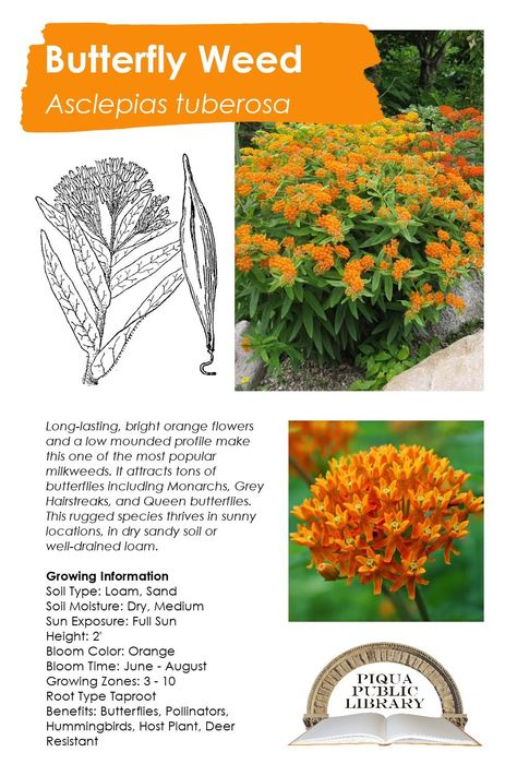 Week 10 of Native Plant of the Week will focus on Butterfly Weed (Asclepias tuberosa). Long-lasting, bright orange flowers and a low mounded profile make this one of the most popular milkweeds. It attracts tons of butterflies including Monarchs, Grey Hairstreaks, and Queen butterflies. Pick up your free Butterfly Weed seeds at the Piqua Public Library beginning Monday, October 26th. Please only take one or two seed packets per person, available while supplies last. Butterfly Milkweed, Milkweed Flower, Texas Plants, Texas Native Plants, Wildflower Fields, Milkweed Plant, Asclepias Tuberosa, Garden Inspo, Wildflower Meadow