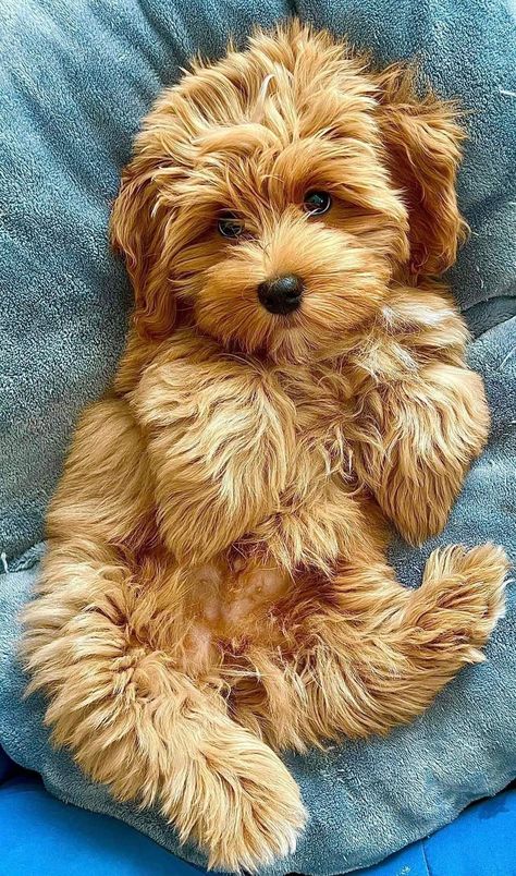 Bichon Havanese, Bear Dogs, Bichon Havanais, Dogs Pictures, Teddy Bear Dog, Havanese Puppies, Havanese Dogs, Dog Pics, Dog Mixes