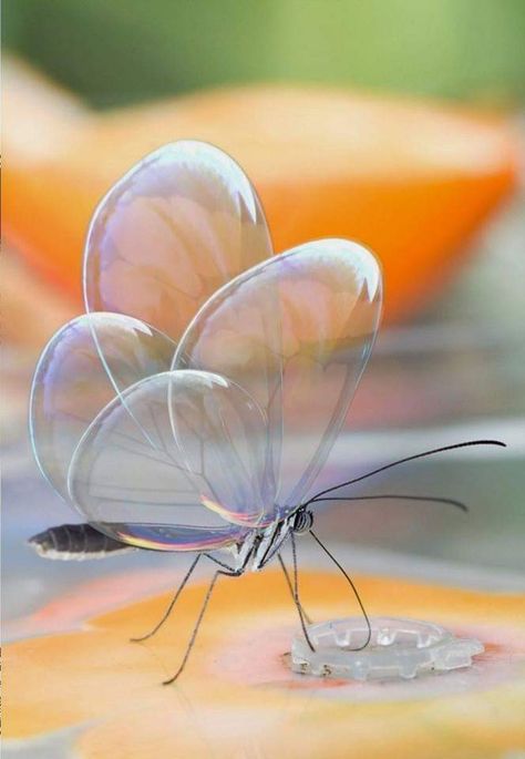 "Translucent butterfly ... the wings look like glass bubbles." --Nature Site (FB)  (Posted to my FB page 7/21/19.) Greta Oto, Glasswing Butterfly, Wild Animals Pictures, Butterfly Photos, Close Up Photos, Animals Images, A Butterfly, Beautiful Butterflies, Macro Photography