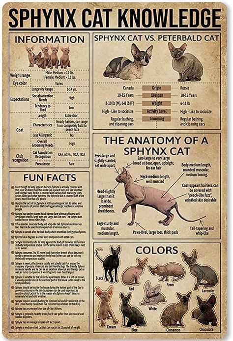 Cat Knowledge, Knowledge Poster, Sphynx Cat, Sphynx, Posters Prints, Made In Usa, Wall