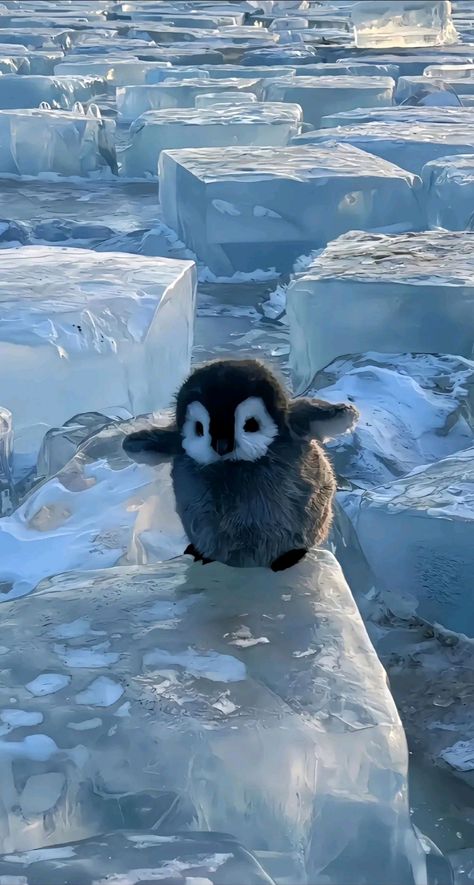 Penguin Wallpaper, Funny Tiktok, Cute Animals Images, Winter Wallpaper, Cute Penguins, Cute Animal Photos, Kawaii Wallpaper, Anime Scenery Wallpaper, Animal Wallpaper