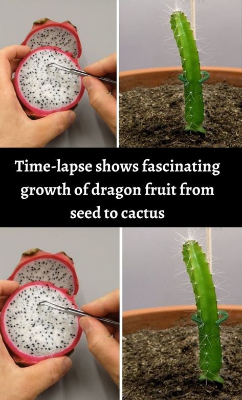 Dragon Fruit Tea Recipe, Growing Dragon Fruit, How To Grow Dragon Fruit, Dragon Fruit Tree, Dragon Fruit Cactus, Dragon Fruit Plant, Cactus House Plants, Bucket Gardening, Vegetable Garden Diy