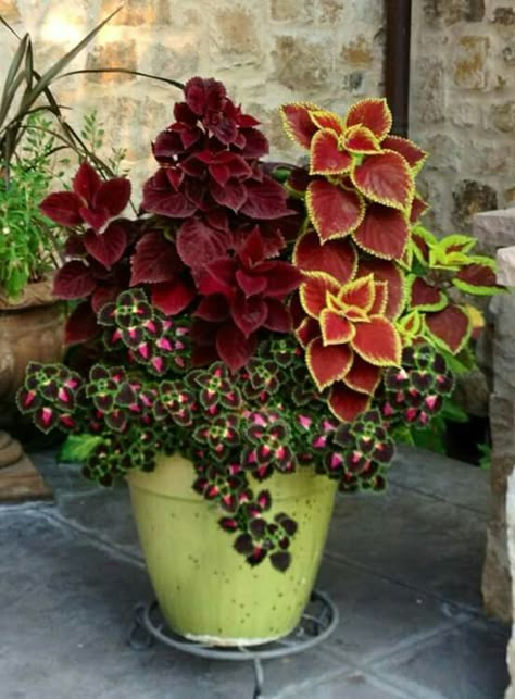 Coleus Plants, Tanaman Indoor, Tanaman Pot, Gubahan Bunga, Container Garden Design, نباتات منزلية, Container Gardening Flowers, Have Inspiration, Garden Containers