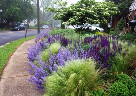 Landscape architect Thomas Rainer's garden fronts on a busy suburban street -- so he works with every inch of it! Mexican Feather Grass, Lawn Alternatives, Plant Texture, Pathway Landscaping, Front Garden Landscape, Desain Lanskap, Have Inspiration, The Secret Garden, Front Yard Garden