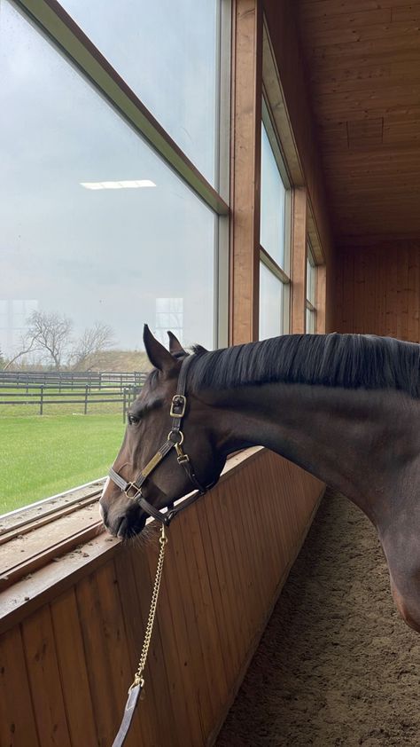 Horse Trainer Aesthetic, Horseback Riding Aesthetic, Jumping Photography, Horseback Riding Outfit, Aesthetic Equestrian, Riding Outfit Equestrian, Horsey Life, Horseback Riding Outfits, Equestrian Aesthetic