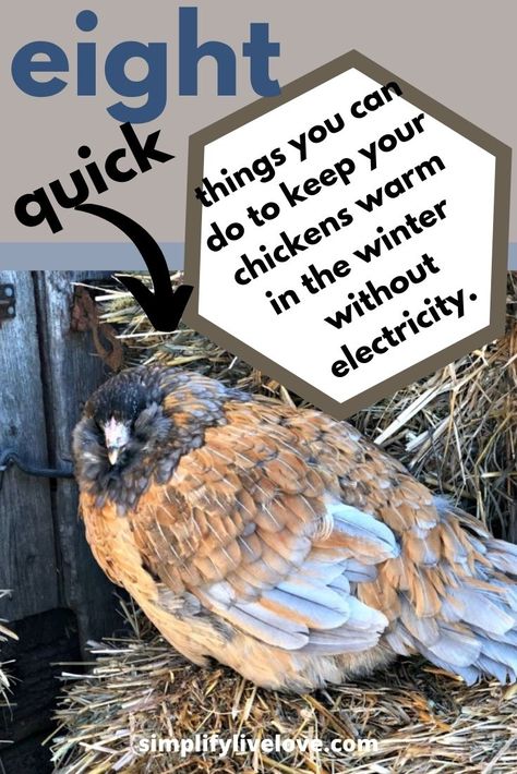 Winter Proof Chicken Run, Chicken Coop In Winter, Chickens In Winter Cold Weather, Chicken Winter Care, Winter Coop For Chickens, Winter Proof Chicken Coop, How To Insulate A Chicken Coop, Winter Chicken Run, How To Keep Chickens Warm In Winter