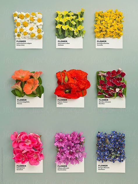 Interaktives Design, 카드 디자인, Seni Origami, Idea Design, Business Needs, Art Plastique, Pantone Color, The Flowers, Flower Shop