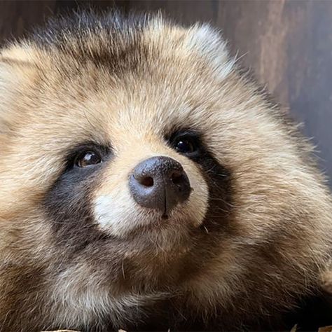 Japanese Raccoon Dog, Raccoon Dog, Chur, Pretty Animals, Wild Dogs, Silly Animals, Racoon, Wildlife Animals, Cute Creatures