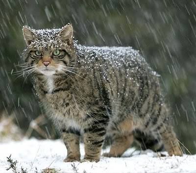 The Scottish Wildcat  www.superstarpetservices.com Scottish Wildcat, Tabby Cats, Domestic Cat, Cairns, Beautiful Cats, Big Cats, Crazy Cats, Beautiful Creatures, Wild Cats