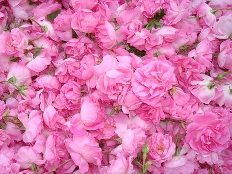 Rose Water Diy Recipes, Vanilla Perfume Oil, Rose Water For Skin, Rose Water Diy, Rose And Vanilla, Rosa Damascena, Very Beautiful Flowers, Skin And Hair Care, Vanilla Perfume