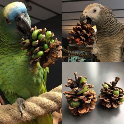 Best 10+ Parrot toys ideas on Pinterest Parrot Enrichment Ideas, Fox Enrichment Ideas, Homemade Bird Toys Parrots, Bird Enrichment Ideas, Foraging Toys For Birds, Cockatiel Enrichment, Macaw Enrichment, Parrot Toys Diy, Diy Animal Toys