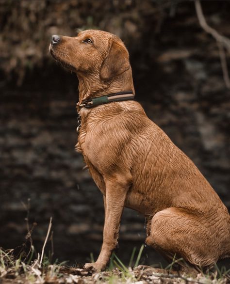 Field Line Labrador, Working Labrador Retriever, Working Labrador, Hunting Puppies, American Labrador, Dog Pond, Fox Red Labrador, Red Labrador, Hunter Dog