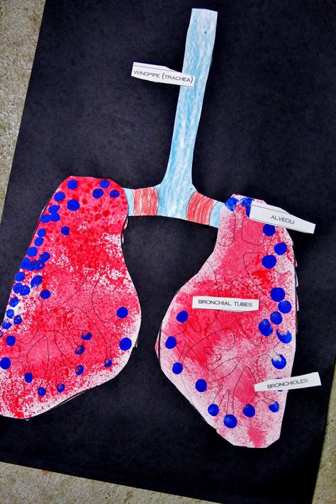 Respiratory System Activities, great art project and hands on lung demonstration Respiratory System Activities, Human Body Systems Projects, Body Systems Project, Human Body Projects, Human Body Science, Human Body Activities, Human Body Unit, Systems Art, Breathe Out