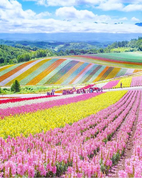 Japan Picture, Furano, Hokkaido Japan, Destination Voyage, Japan Photo, Sapporo, Nagoya, Fukuoka, Pretty Places