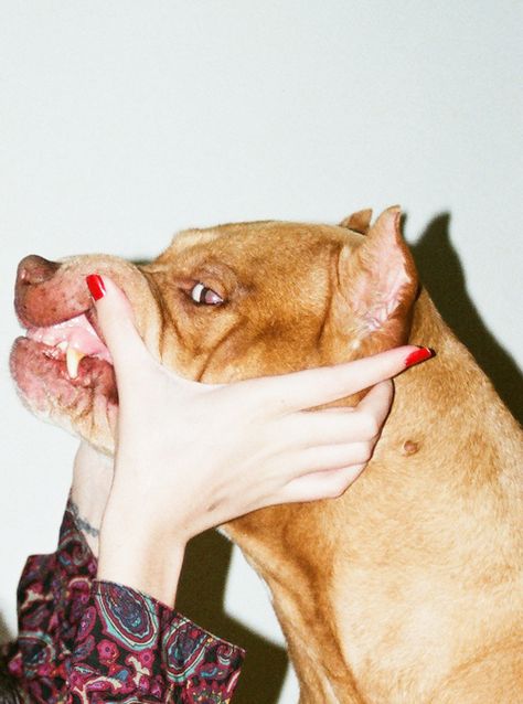 the balance between masculine and feminine In The Pale Moonlight, Grunge Art, Dog Biting, Dog Teeth, Pitbull Dog, Animal Planet, Animals Friends, Pose Reference, A Smile