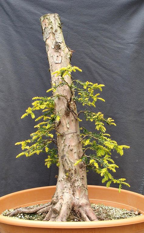 Before & After Bonsai, Six Years Later | Bonsai Bark Wisteria Bonsai, Bougainvillea Bonsai, Bonsai Fruit Tree, Tree Types, Bonsai Diy, Bonsai Pruning, Japanese Bonsai Tree, Garden Hacks Diy, Bonsai Forest