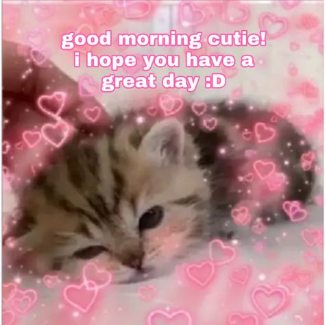 Good Morning Cutie, Good Morning Cat, Wholesome Pictures, Cute Cat Memes, Morning Cat, Morning Memes, Cute Love Memes, Crush Memes, Cute Texts For Him