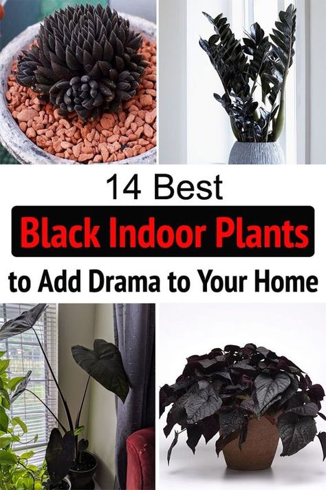 Discover the names of the 14 best Black Indoor Plants--These houseplants are stunning and have the power to add a sense of drama to your interior! Indoor Goth Garden, Dark Indoor Plants, Gothic Indoor Plants, Gothic House Plants, Dark House Plants, Goth House Plants, Black Plants Indoor, Gothic Plant Decor, Black House Plants