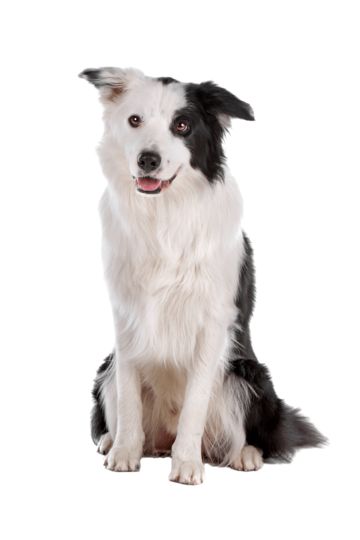 Animal White Background, White Border Collie, Dog Png, Domestic Animals, Dog Cuts, Herding Dogs, Purebred Dogs, Dog Obedience, Studio Shoot