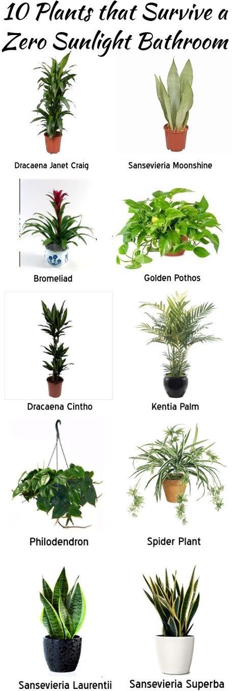 Best Plants for The Bathroom- design addict mom Sunlight Bathroom, Mirror Layout, Sunlight Room, Tanaman Indoor, Tanaman Pot, نباتات منزلية, Decorating Bathroom, Inside Plants, Low Light Plants