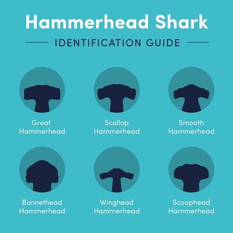 Scalloped Hammerhead, Oceanography Marine Biology, Save The Sharks, Types Of Sharks, Shark Facts, Shark Pictures, Shark Art, Hammerhead Shark, Marine Biologist