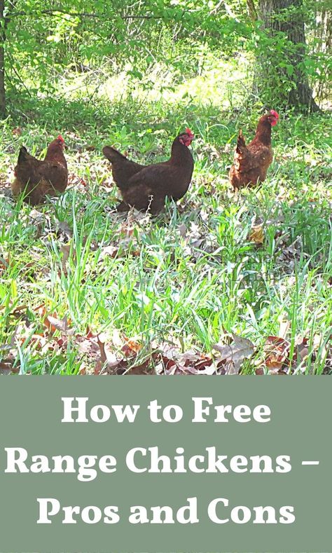 Food For Chickens, Homestead Animals, Chicken Flock, Chicken Pen, Open Range, Raising Backyard Chickens, Farm Nursery, Free Range Chickens, Backyard Chicken Coops