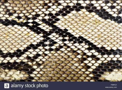 Download this stock image: snake skin python for background - F06PCX from Alamy's library of millions of high resolution stock photos, illustrations and vectors. Python Skin, Image Processing, Leather Outfit, Vector Pattern, Python, Snake Skin, Animal Print Rug, Kitchen Table, High Resolution