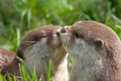 7pQhtGx Otters, You Really, Fall In Love, In Love, Kiss, Plants, Animals