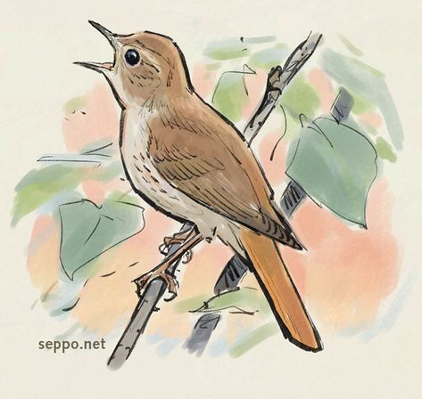 Nightingale drawing Bird Drawing Aesthetic, Nightingale Painting, Nightingale Illustration, Nightingale Drawing, Nightingale Tattoo, Romeo And Juliet Drawing, Nightingale Bird, Singing Drawing, Bird Tattoo Sleeves