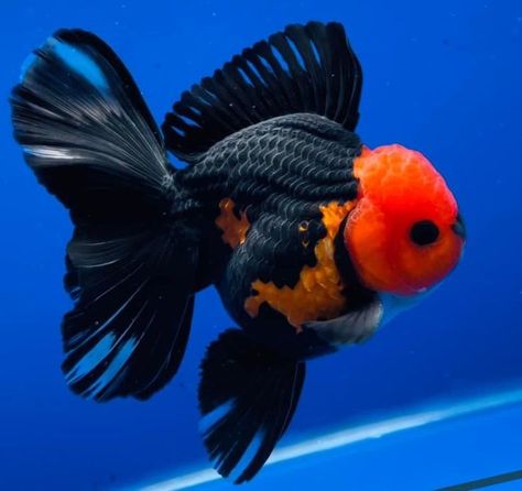 Telescope Goldfish, Veiltail Goldfish, Goldfish Names, Goldfish Care, Oranda Goldfish, Pet Goldfish, Fish Aquarium Decorations, Fish Tank Themes, Pet Pug