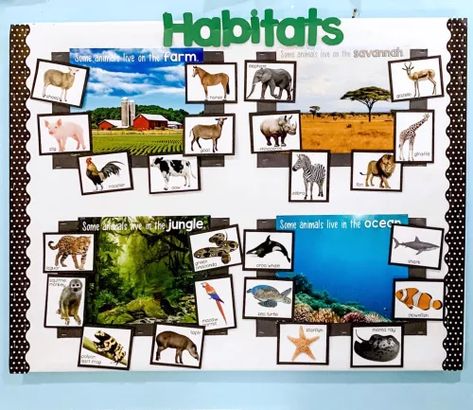 Habitats Bulletin Board, Back To School Themes, Animals And Their Habitats, Play To Learn Preschool, Elementary Classroom Themes, Morning Announcements, Interactive Bulletin Board, Life Skills Classroom, Science Activities For Kids