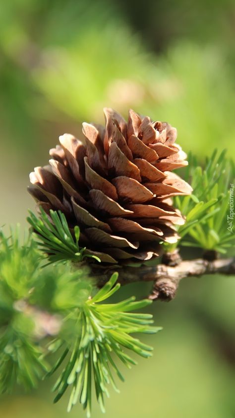 The Call Of The Wild, Inspiration Nature, Call Of The Wild, Tree Photography, Fantasy Art Landscapes, Pretty Plants, Naturally Beautiful, Natural Forms, Pine Cone